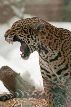 wild-diary:  Jaguar Talking | Eric Kilby