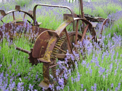 &ldquo;Pacific Horticulture Society: Lavender Farm Faire&rdquo;