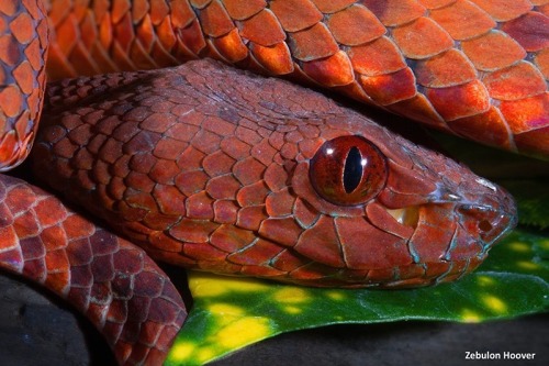 the-reptile-report: Breathtaking Red Venom Facebook - This gorgeous red beauty is a Philippine pit v