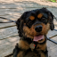 thelittlespanielthatcould