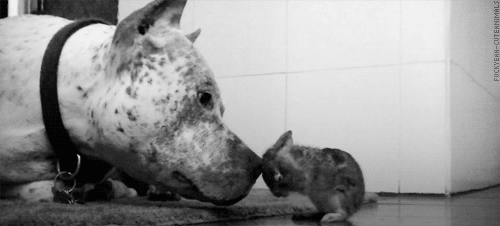 wowthisexists-blog: More: 11 Animals that are BFFs