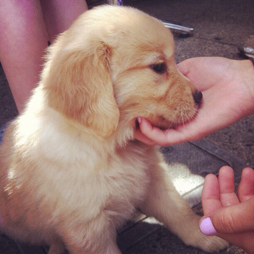 daisielle:  ♡ rosy ♡ 