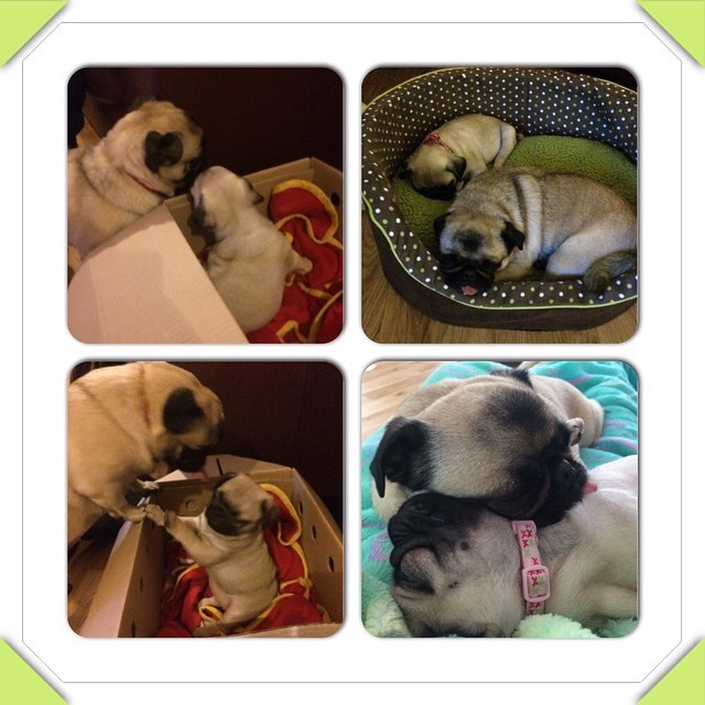 ilovepugs4ever:  Follow Dog Quotes.