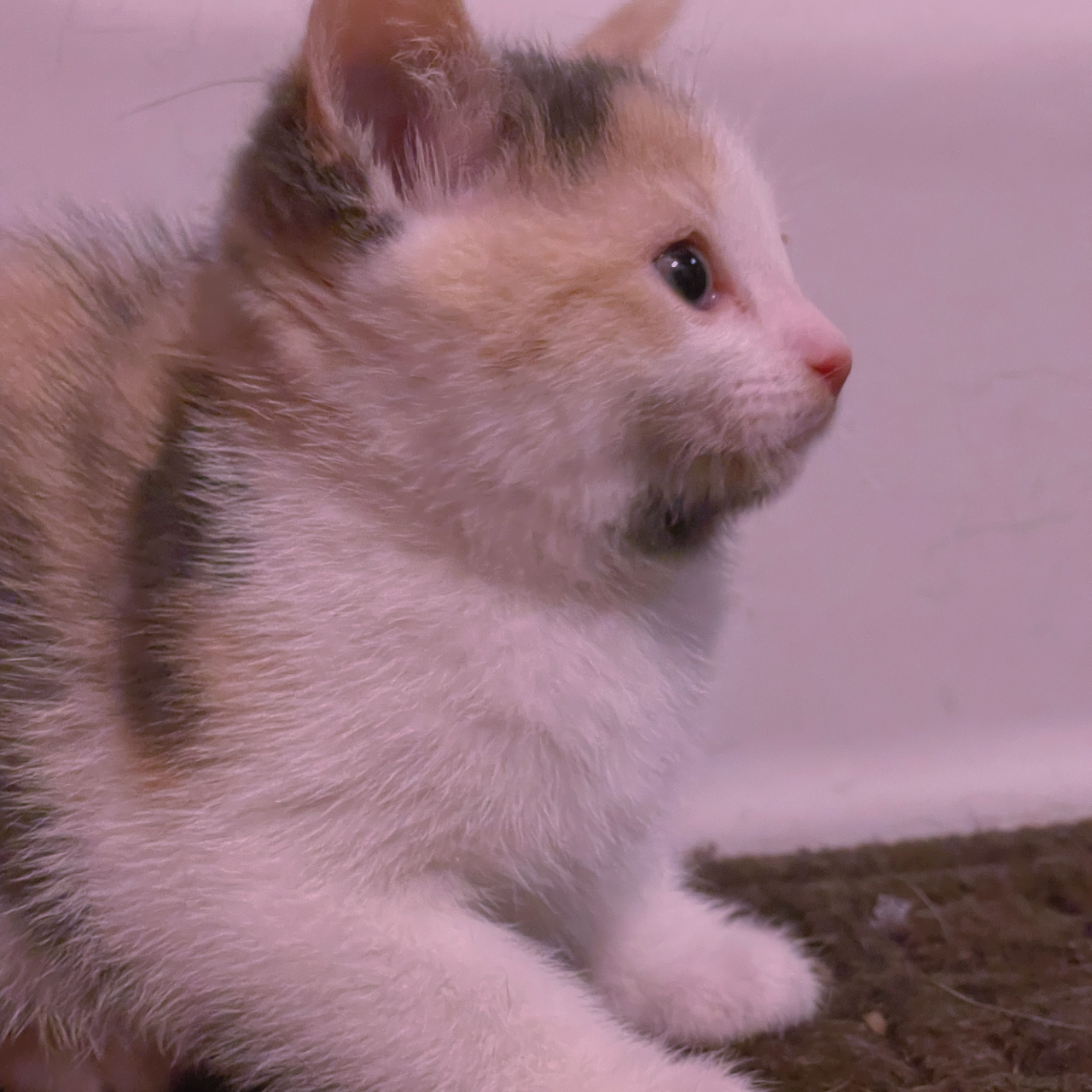 zariahkay:this is microwave and we’re fostering her for my family. she’s a bit