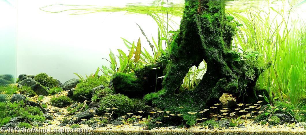 Favourites: Ordinary Course of Nature by Jirawong Laopiyasakul
3rd place in AGA 2012
Plants Riccardia graeffei Fissidens splachnobryoides Taxiphyllum sp. Vesicularia ferriei Fissidens Fontanus Cladophora aegagropila Hyophila involuta Hydrocotyle...