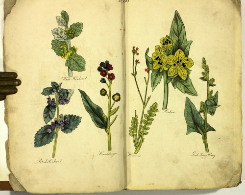 The British Herbal and family physician to which is added a dispensatory for the use of private fami