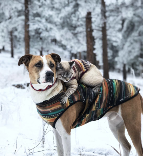 protect-and-love-animals:The snow lovers