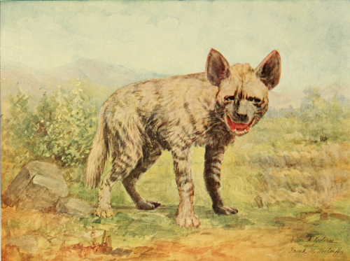 nemfrog:Hyena, preparing to feast on the remains of democracy. Birds and nature. November 1901.