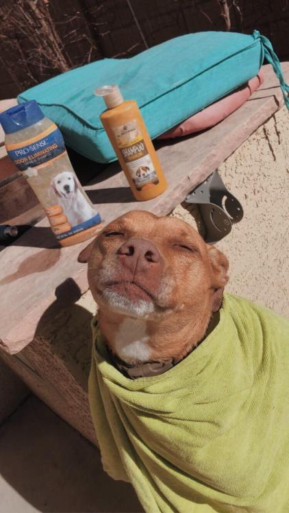 poochcrew:  My dog doesn’t like getting her bath but she sure does love being wrapped in a towel and sitting in the sun ☀️