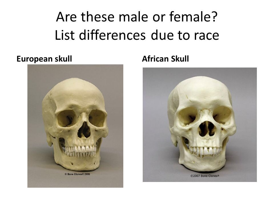 travelers-banter:  Fucking,.,.,. Who said that males have a 90 degree mandible? What
