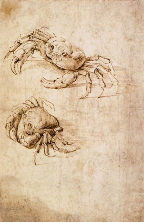 harmonia-harmonia:Leonardo da Vinci - Studies of crabs 