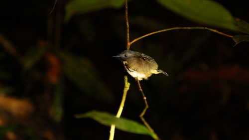 DOT-BACKED ANTBIRDPhoto catalog:The Dot-backed antbird (Hylophylax punctulatus) pictured was observe