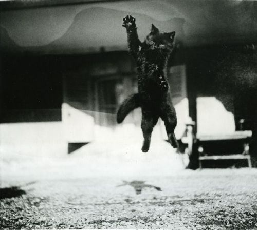 hauntedbystorytelling:Jacques-Henri Lartigue :: Mon Chat Zizi, 1912/ more [+] by this photographer