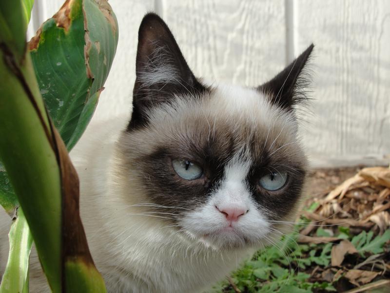 tardthegrumpycat:  The Daily Grump | December 9, 2012