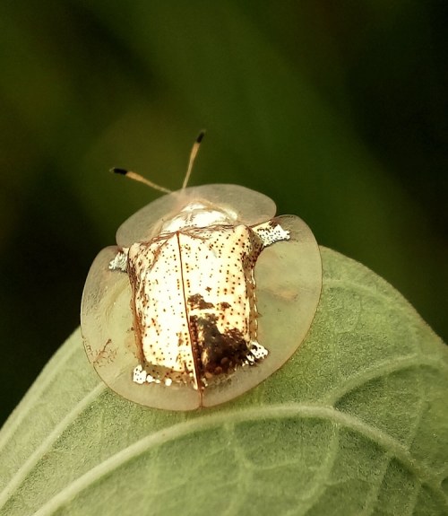 What’s this? A golden tortoise beetle. Arty and awesome, right?