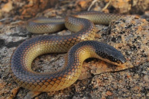 Mitchell&rsquo;s short-tailed snake - Parasuta nigricepsParasuta nigriceps (Elapidae) is an
