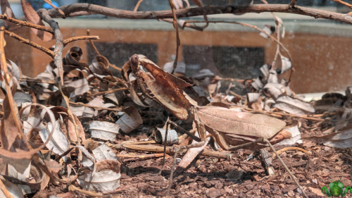 Giant Dead Leaf Mantis - Deroplatys desiccata The Ontario Science Centre showcase continues with a b