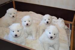 cute-overload:  Baby samoyeds look like little