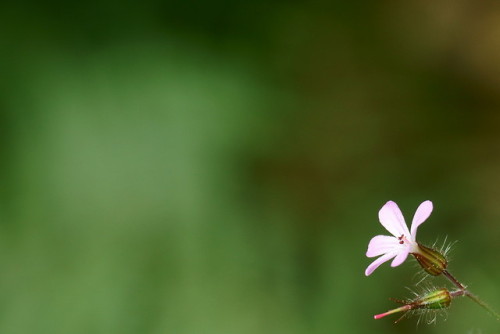 Lonely pink flower