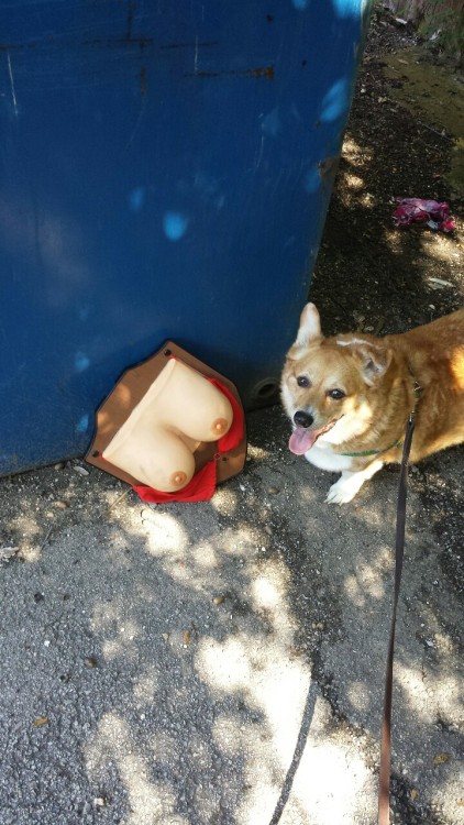 hokuto-ju-no-ken: maggiekarp2: dog made a discovery :o important discovery reward dog