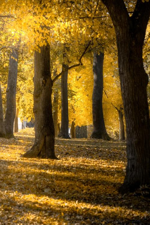 amazinglybeautifulphotography: Park in Autumn, Slovakia [OC] [1365 × 2048] - Author: Freeloader_ on 