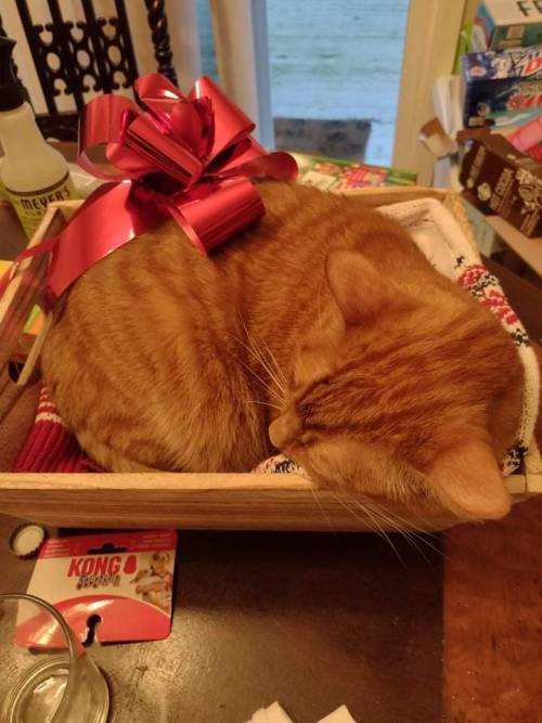 ethicalraccoon:daxter claimed our gift basket as his new bed