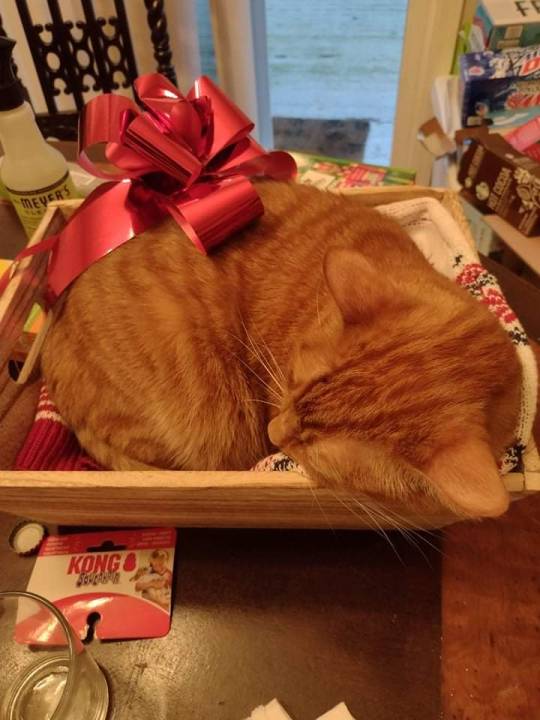 ethicalraccoon:daxter claimed our gift basket as his new bed