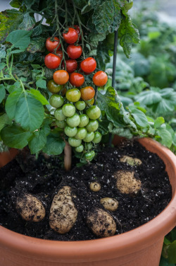 gold-crow:npr:Love growing potatoes and tomatoes? This spring, gardeners in the U.S. (and Europe) will be able to get both tuber and fruit from a single plant.It’s even got a catchy name: Ketchup ‘n’ Fries.This isn’t a genetically modified organism