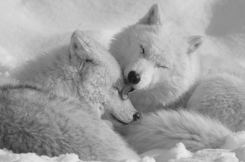 Beautiful Wolves