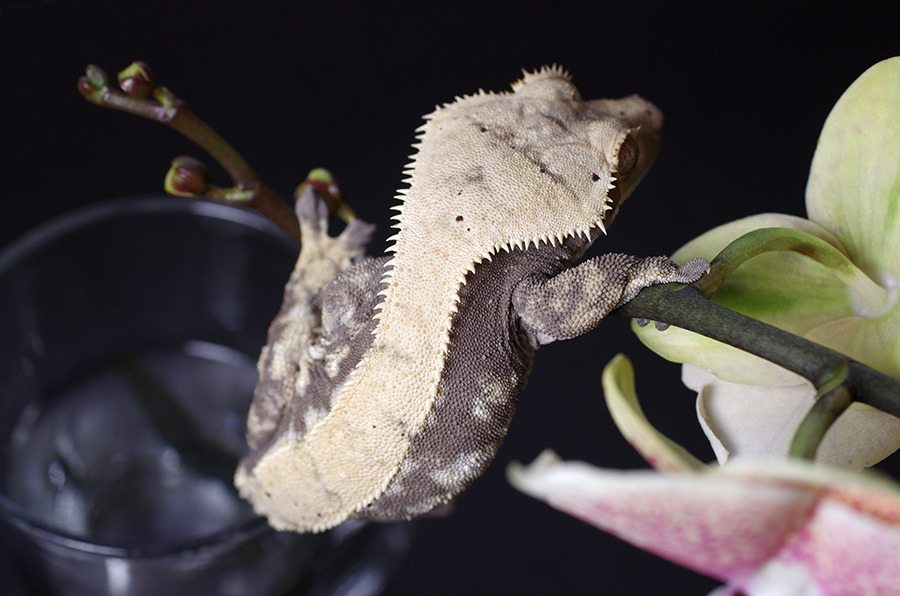kittendrumstick:  One of my orchids had root rot, so I had to repot it and cut its