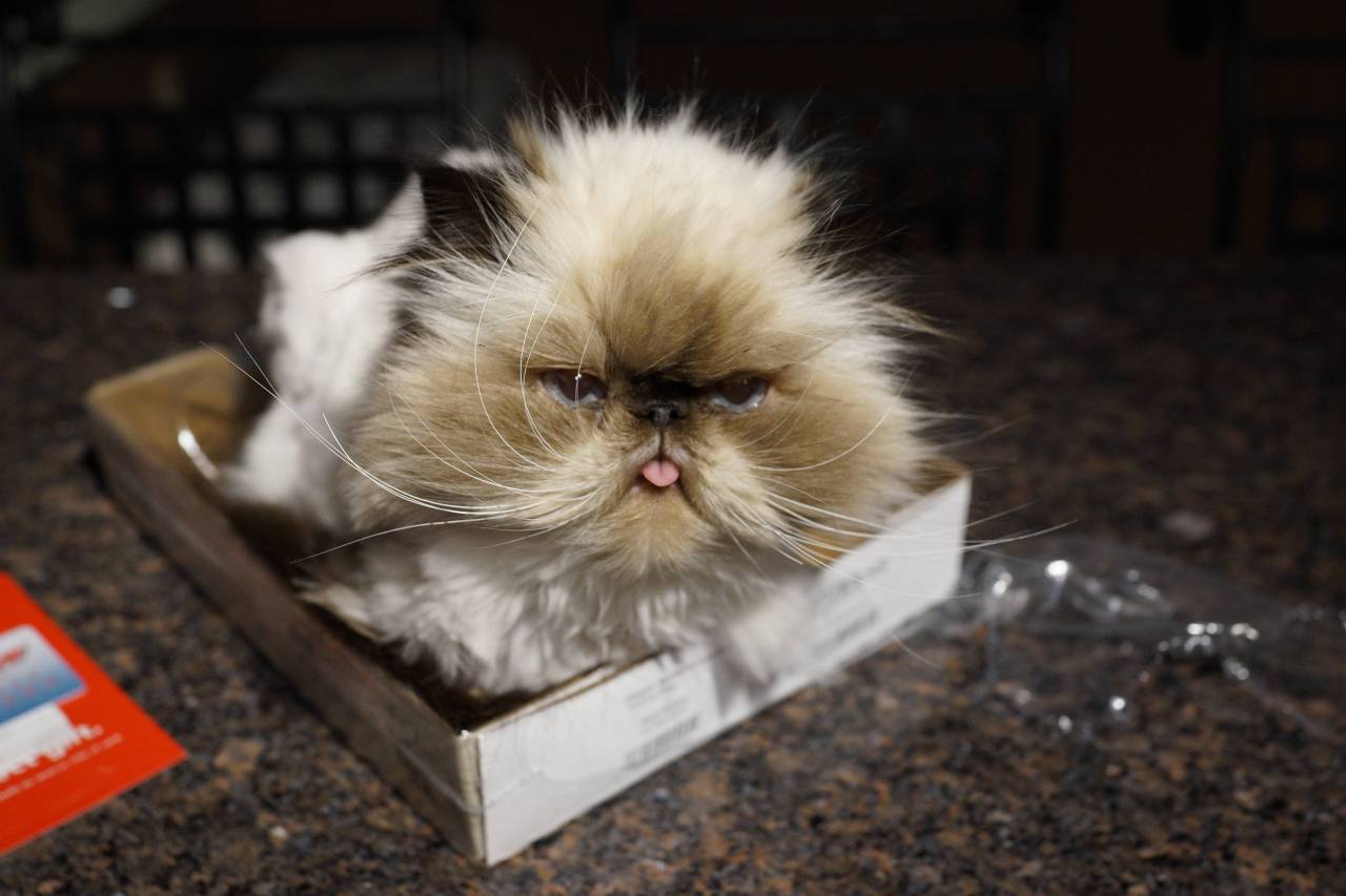 mescalineforbreakfast:  worldofthecutestcuties:  His tongue never quite makes it