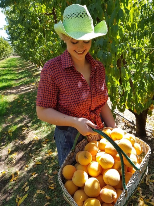 stefaniaferrario:Collecting peaches in Cobram Peachjack X3