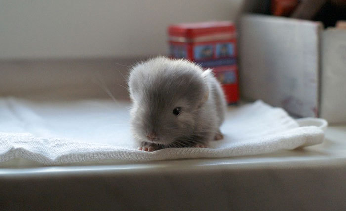 awesome-picz:  Baby Chinchillas That Will Melt Your Heart.