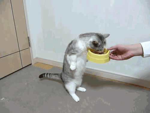 zonahappy:Gatos.