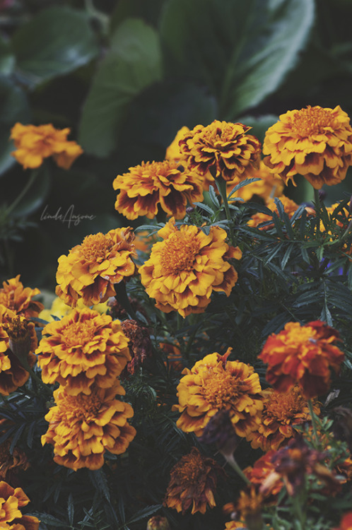 Love me some marigolds 