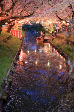 ourbedtimedreams:  KAWAGOE　sakura#5 by sunuq on Flickr.