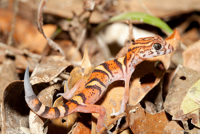 libutron:  Yucatan Banded Gecko (Coleonyx elegans), Black Rock Lodge, Belize | ©Jason