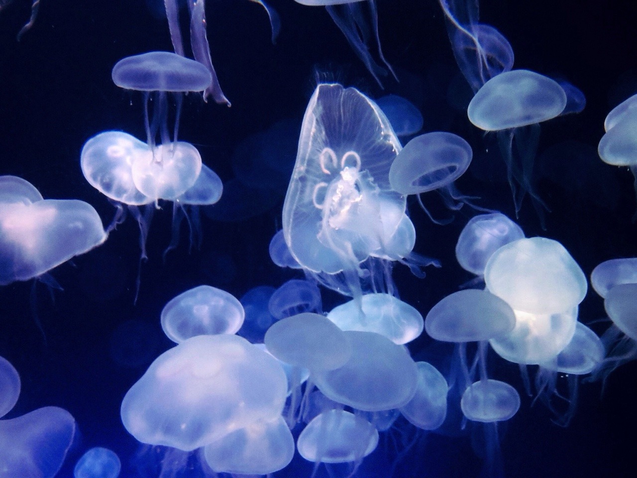 morbidlybrutal:  The Florida Aquarium in Tampa, Florida.  (05/20/15)