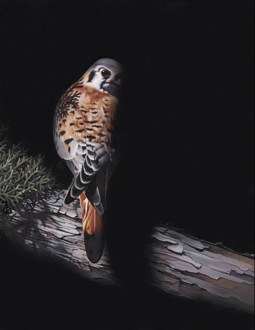 mymodernmet:Interview: Oregon Wildlife Painter Captures the Beautiful Diversity of Local Birds