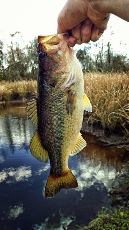 Bass taken from tannic waters have such wonderful coloration