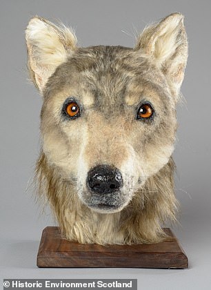 Reconstructed face of a 4,500 year old dog from Orkney- the world’s first canine forensic reco