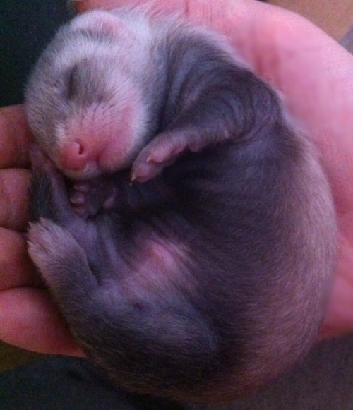 captainkateblr:  So here’s some photos of my baby ferrets.