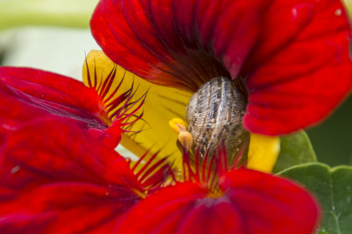 pragmaculture:tiny snail babies chilling in nasturtium flowers 