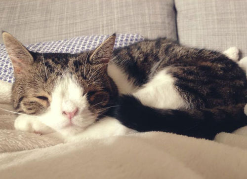 escape-to-asgard:lastcontagiousvictim:catsbeaversandducks:Meet Monty: The Adorable Cat With An Unusu