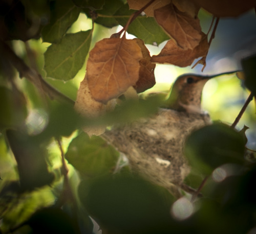 This garden has many hummingbirds who come for the all honeysuckle and blossom.  Since we put i