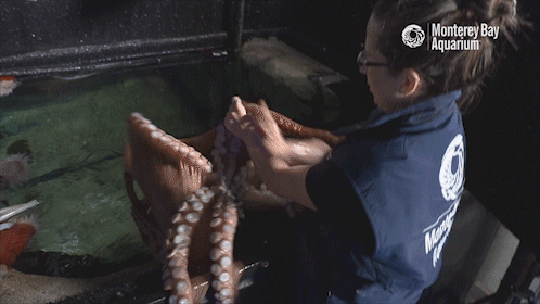 entropy-and-inkblots:montereybayaquarium:Ever wonder what life is like as a cephalopod aquarist? Our