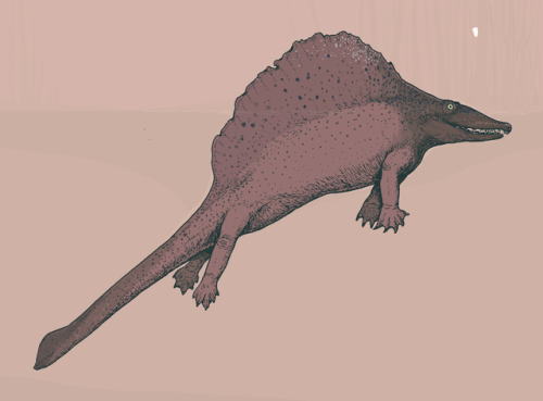 The sail-backed repto-mammal Secodontosaurus was the most likely member of its group to have had an 