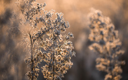 dennybitte:  frosty light november 2015 by