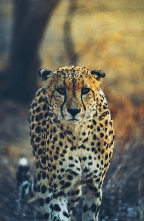 vurtual:  Golden Cheetah (by Daniel Casson)