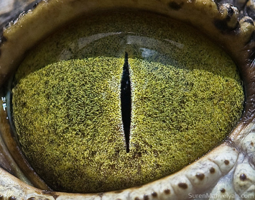 Nylus Crocodile eyes by Suren Manvelyan.(via 20 Extremely Detailed Close Ups Of Animal Eyes « Airows